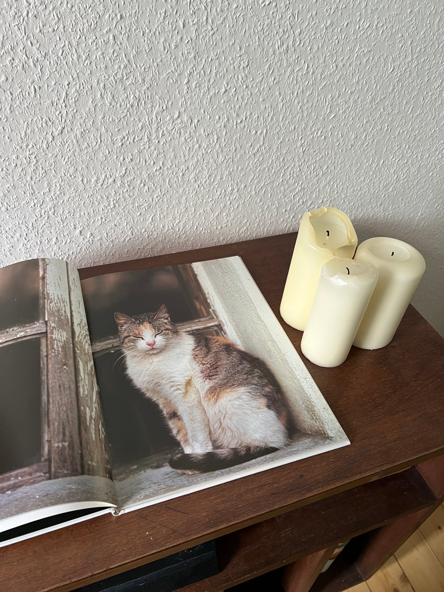 Meine Katze Buch mit Fotografien Eva Demski Ellert & Richter Verlag 1980er