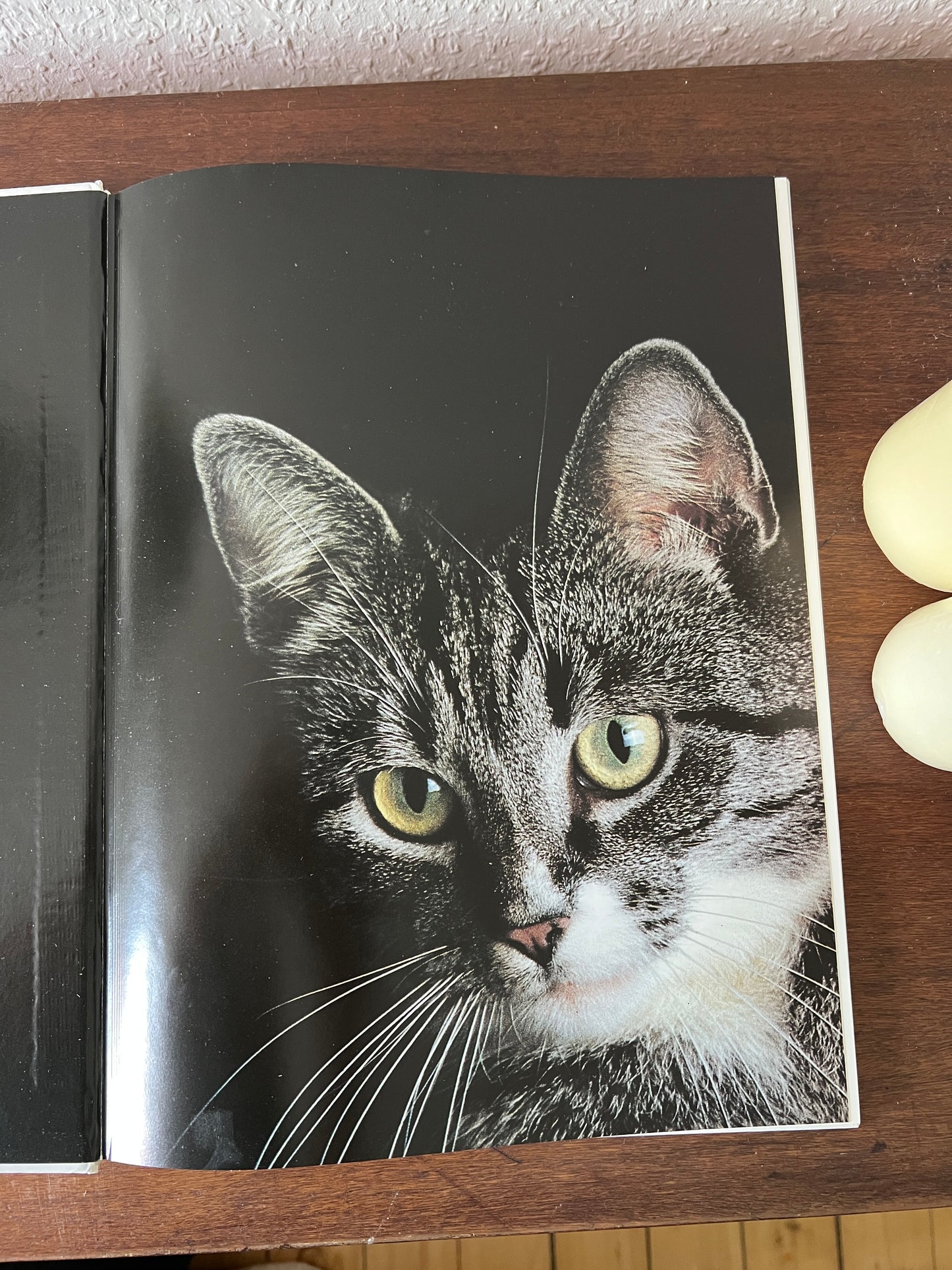 Meine Katze Buch mit Fotografien Eva Demski Ellert & Richter Verlag 1980er