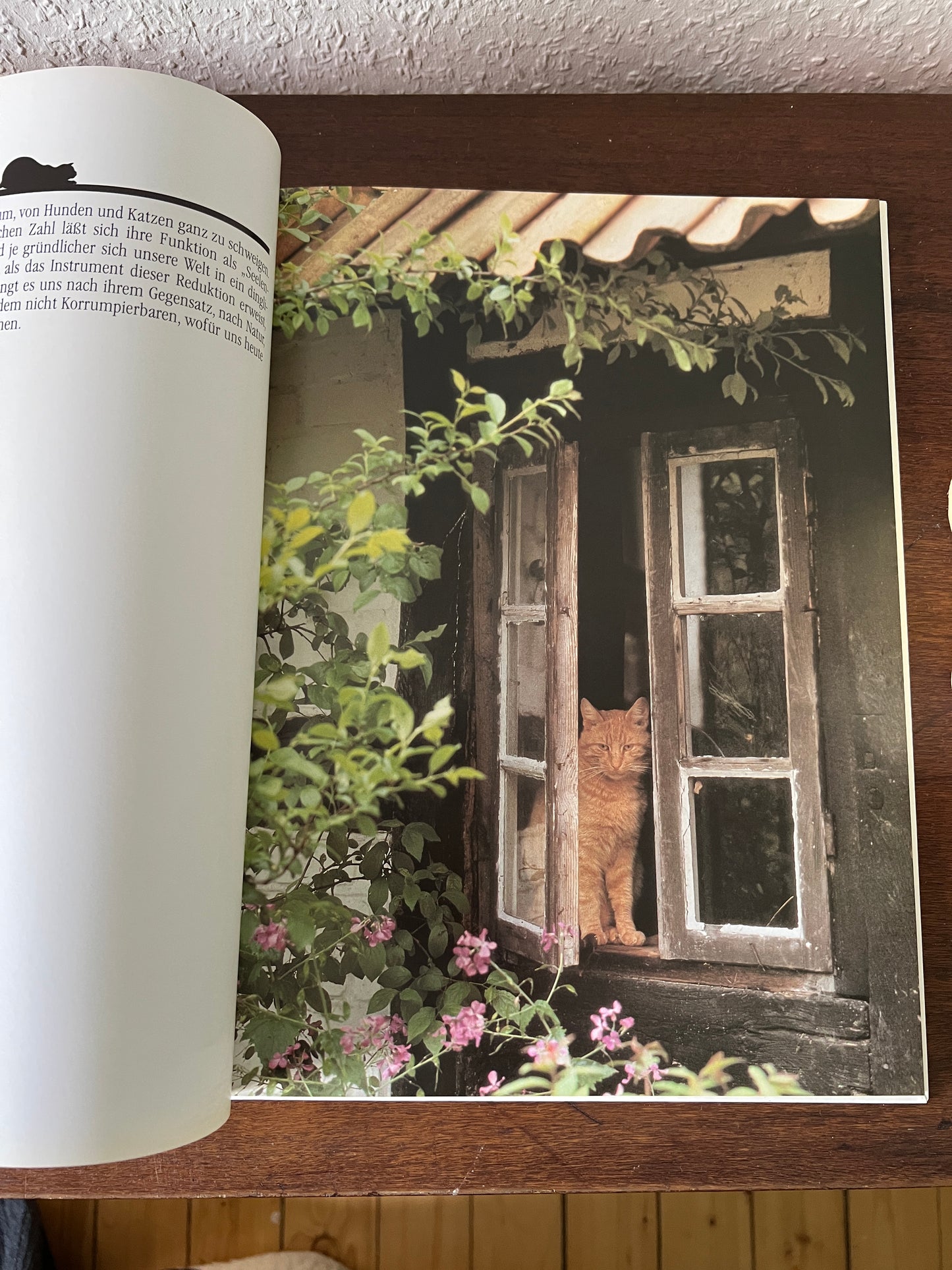 Meine Katze Buch mit Fotografien Eva Demski Ellert & Richter Verlag 1980er