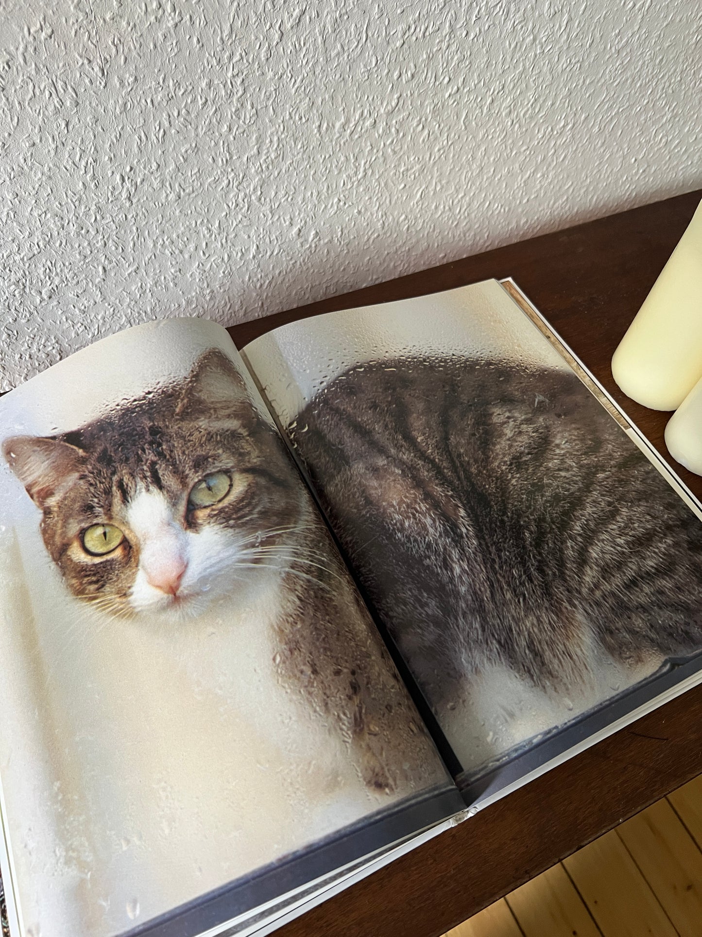 Meine Katze Buch mit Fotografien Eva Demski Ellert & Richter Verlag 1980er