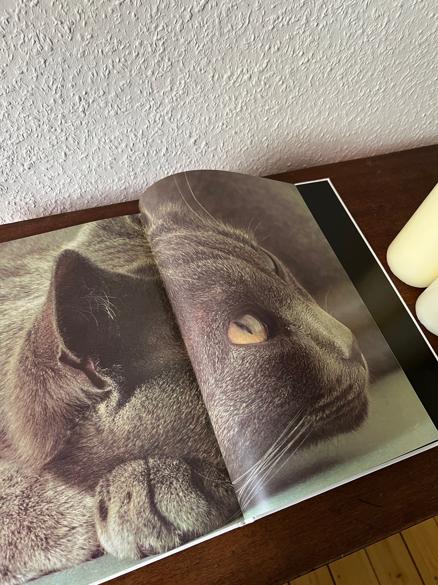 Meine Katze Buch mit Fotografien Eva Demski Ellert & Richter Verlag 1980er